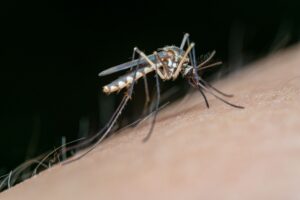 dengue