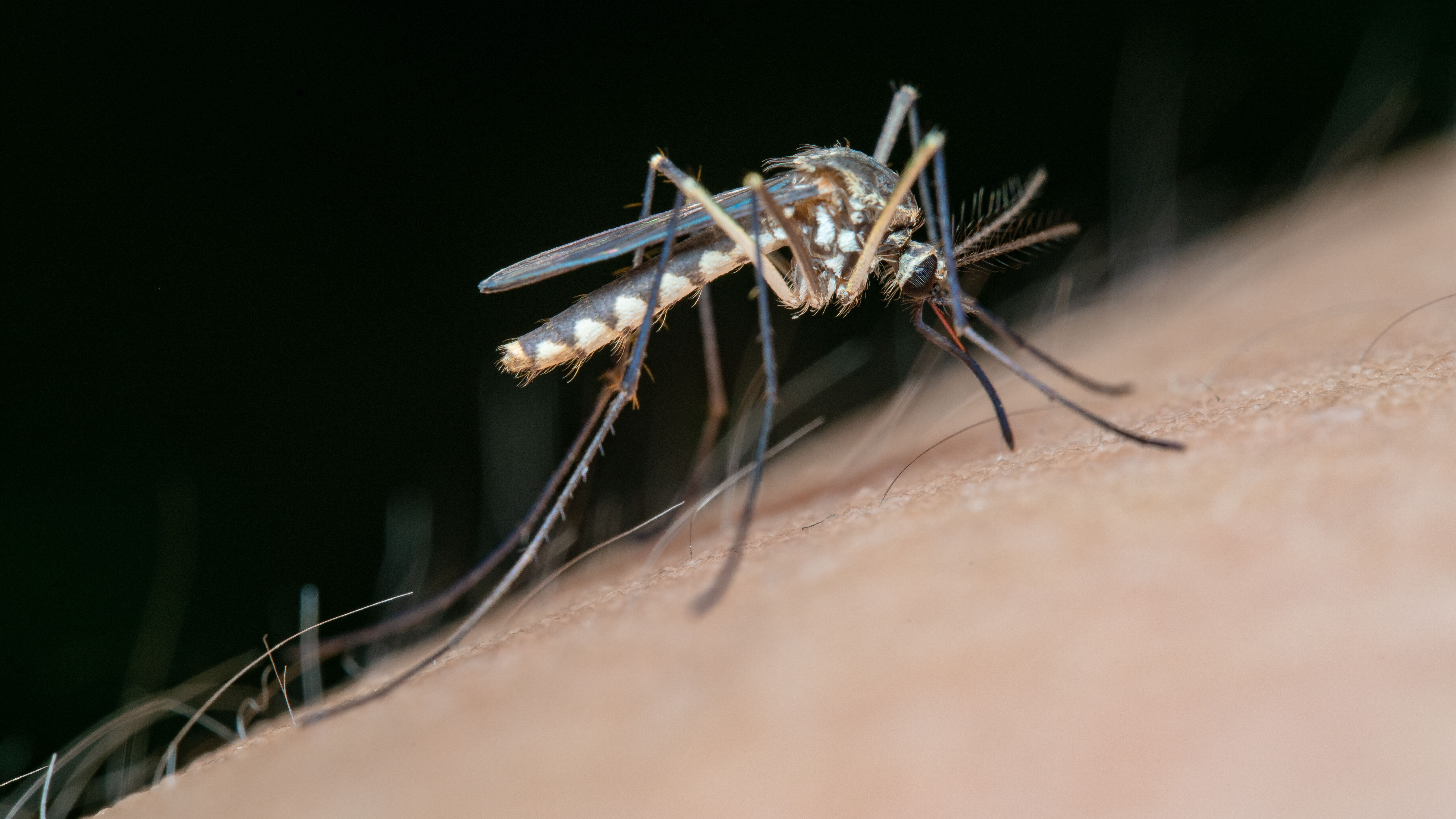 dengue